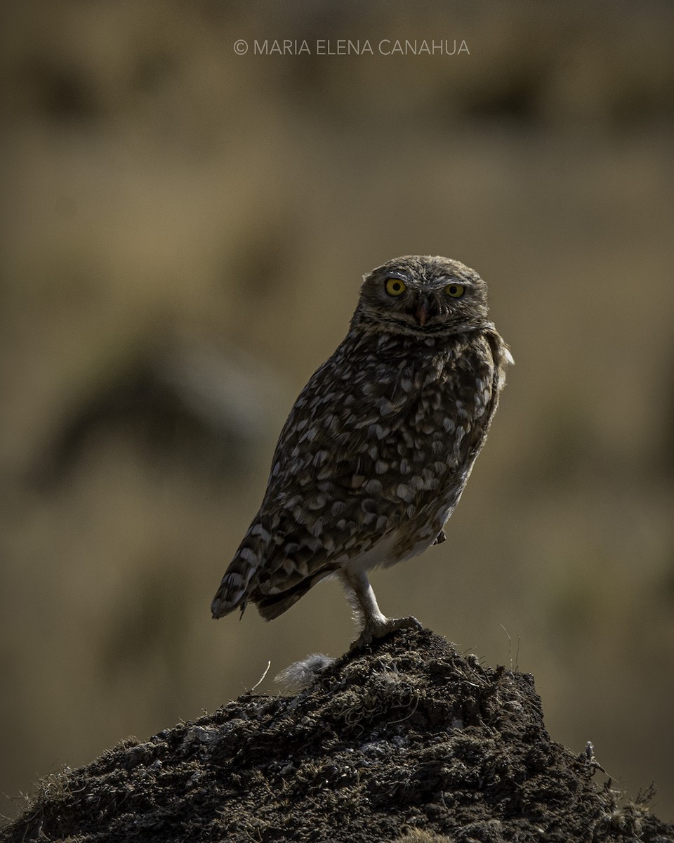 Burrowing Owl - ML611449059