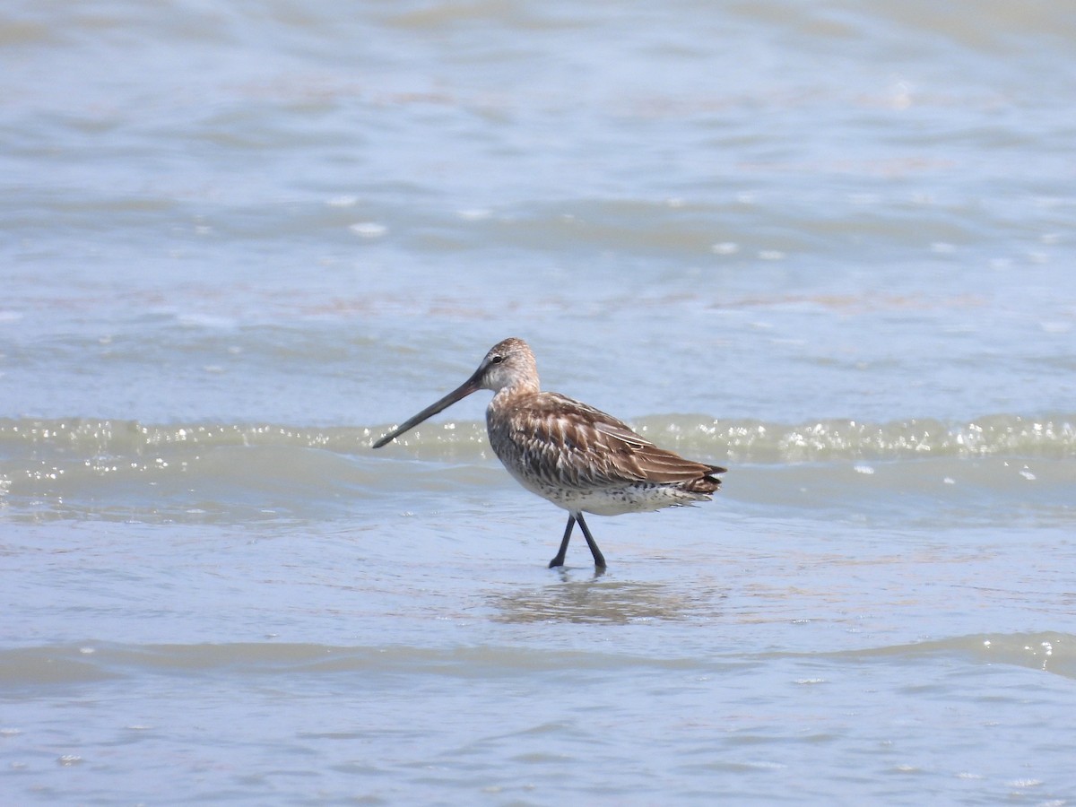 Asian Dowitcher - ML611449456