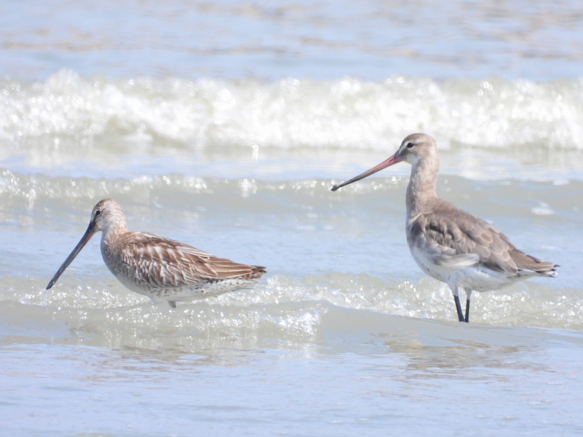 Asian Dowitcher - ML611449457