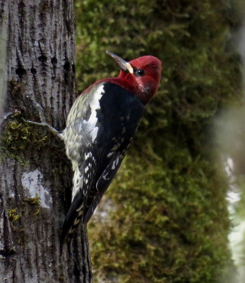 Red-breasted Sapsucker - ML611449653