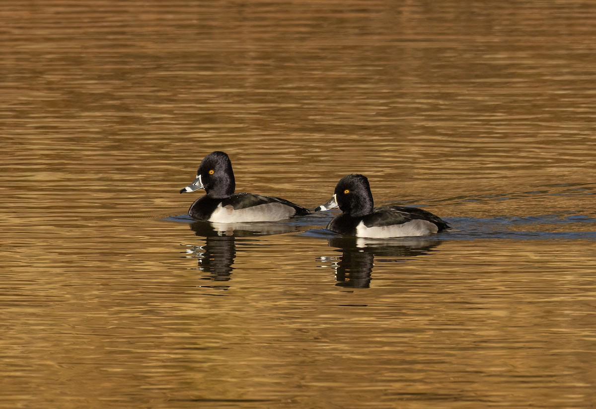 Ring-necked Duck - Stephen Ofsthun
