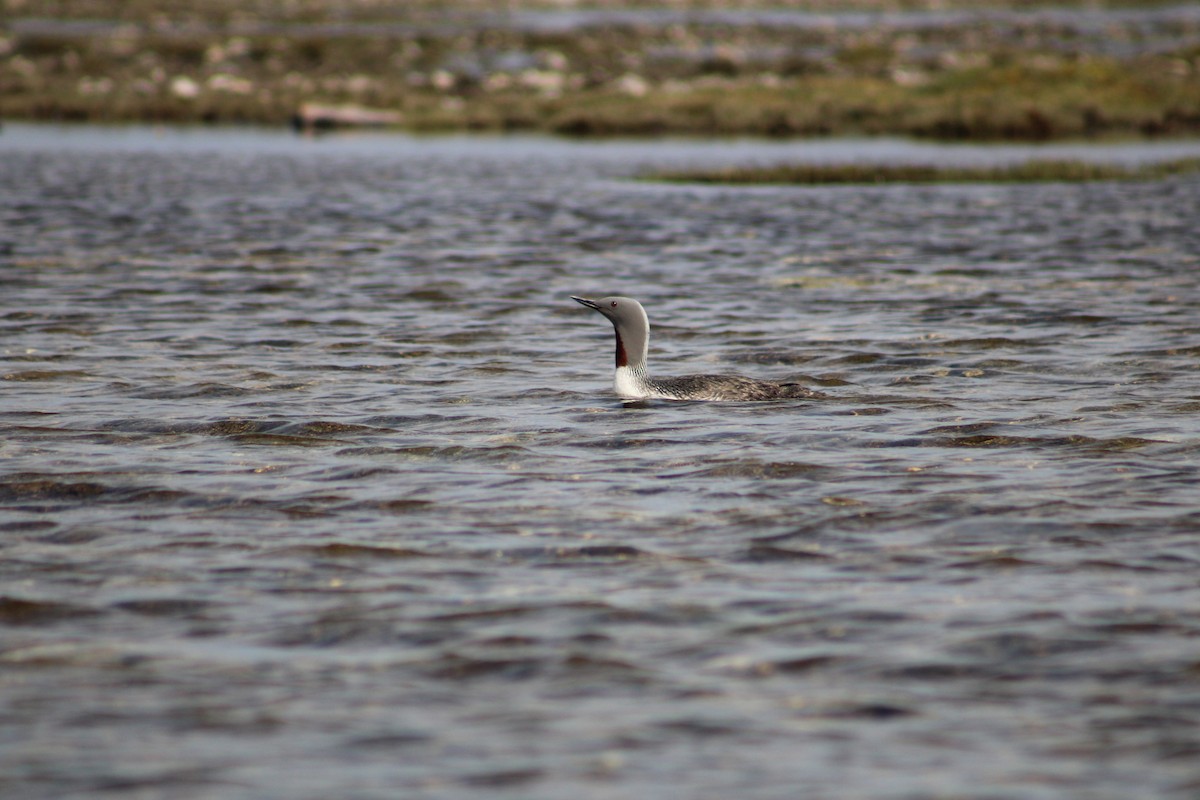 Red-throated Loon - ML611449777