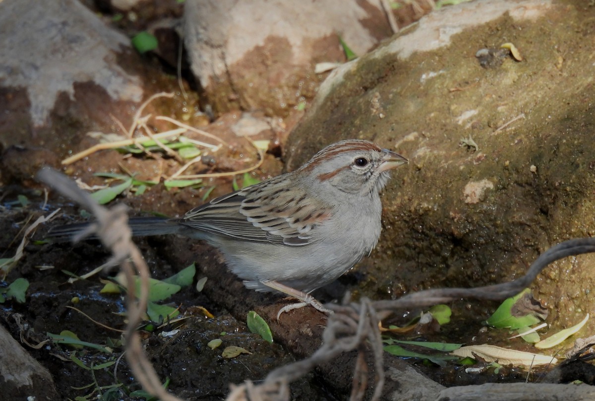 Rufous-winged Sparrow - ML611449817