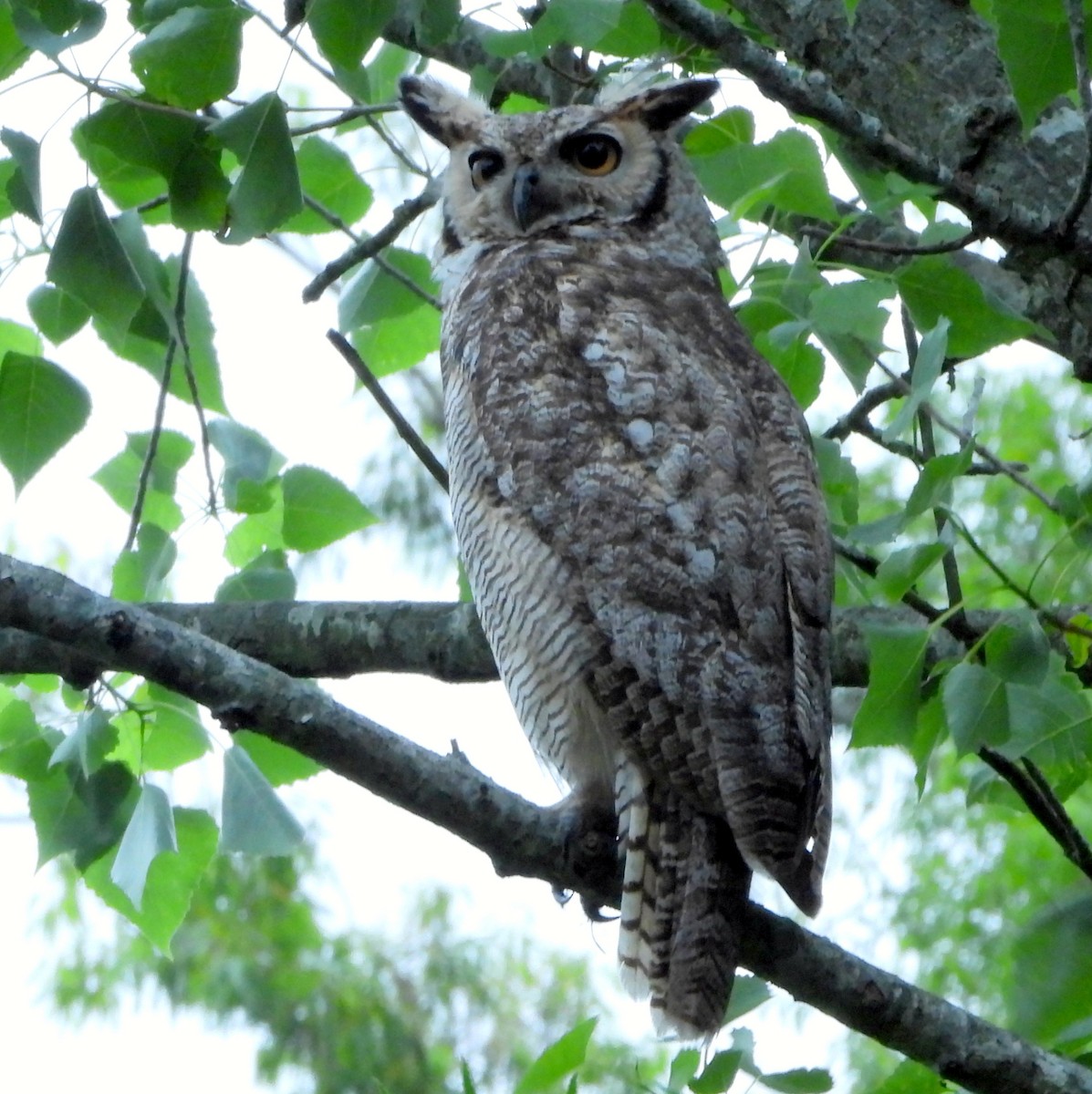 Great Horned Owl - ML611449893