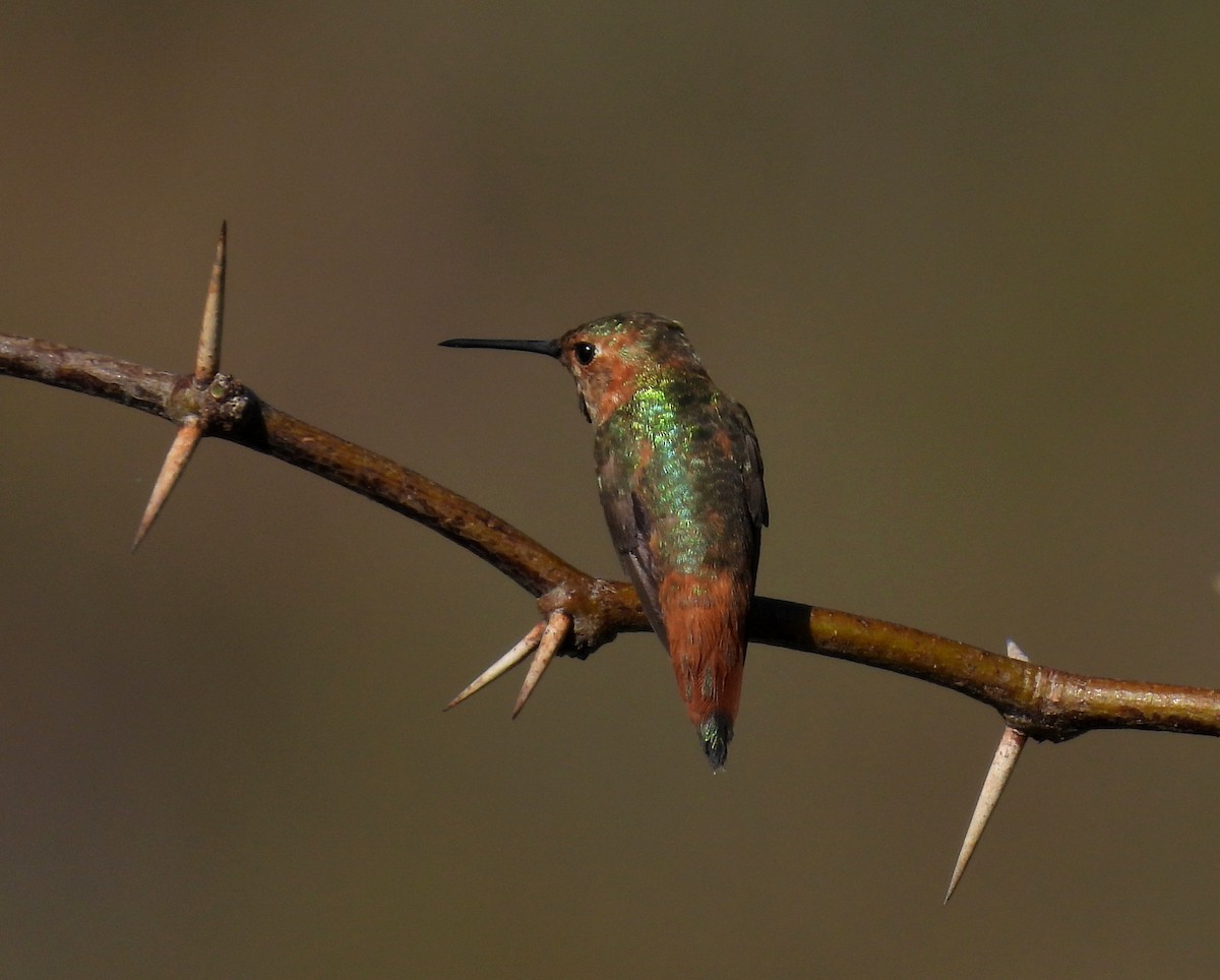 Rufous/Allen's Hummingbird - ML611449895