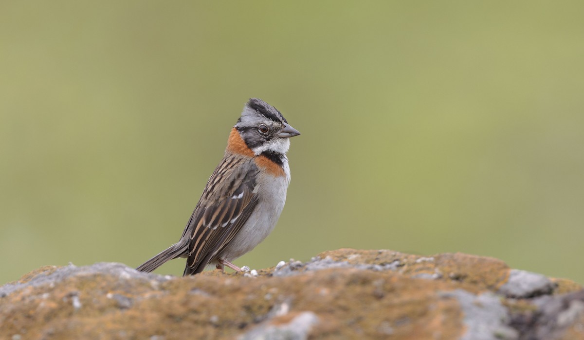 Rufous-collared Sparrow - ML611450027