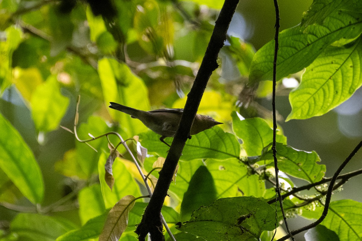 Bay-breasted Warbler - ML611450121