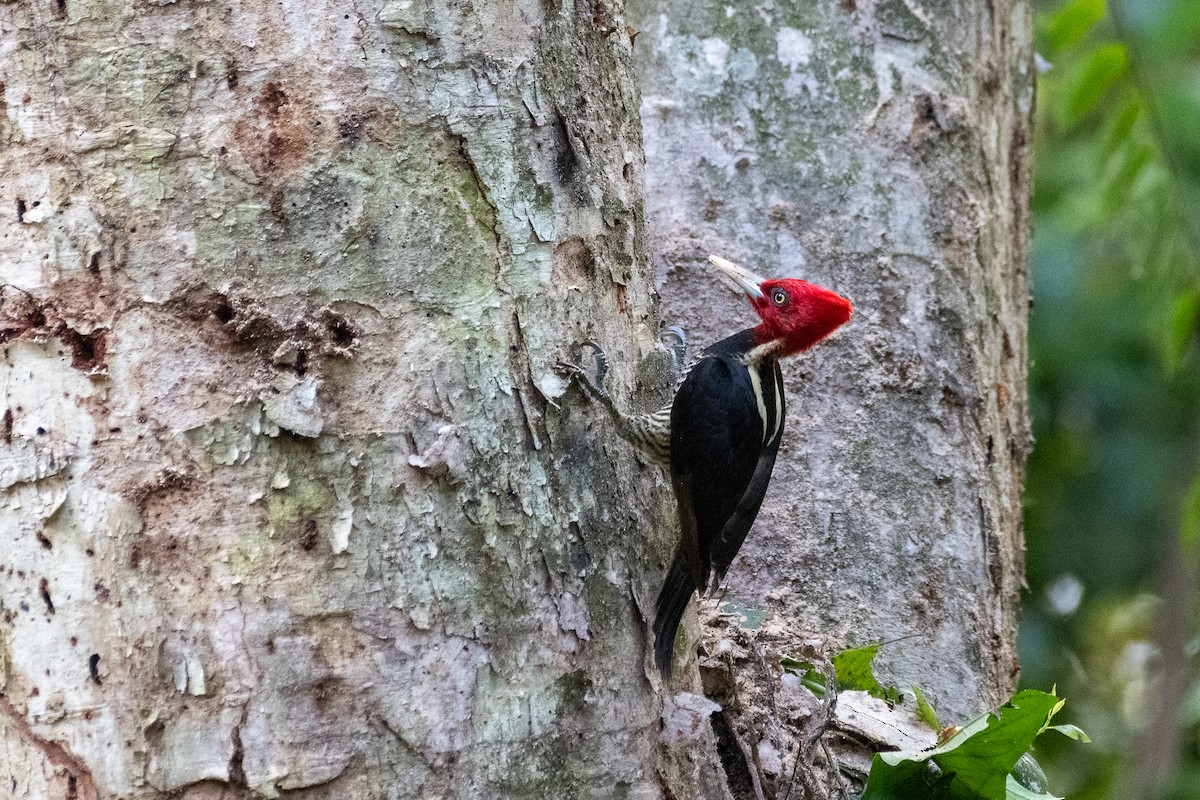 Pale-billed Woodpecker - ML611450146