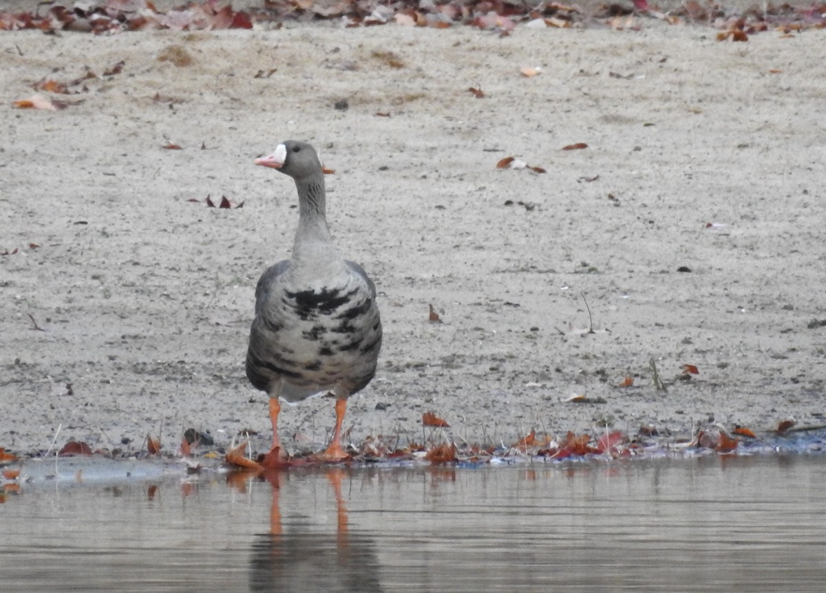 Greater White-fronted Goose - ML611450300