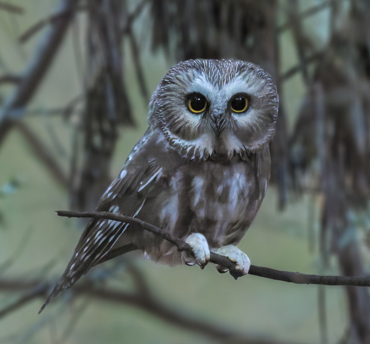 Northern Saw-whet Owl - Alex Sauerbrunn