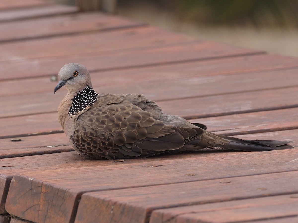 Spotted Dove (Eastern) - ML611450472