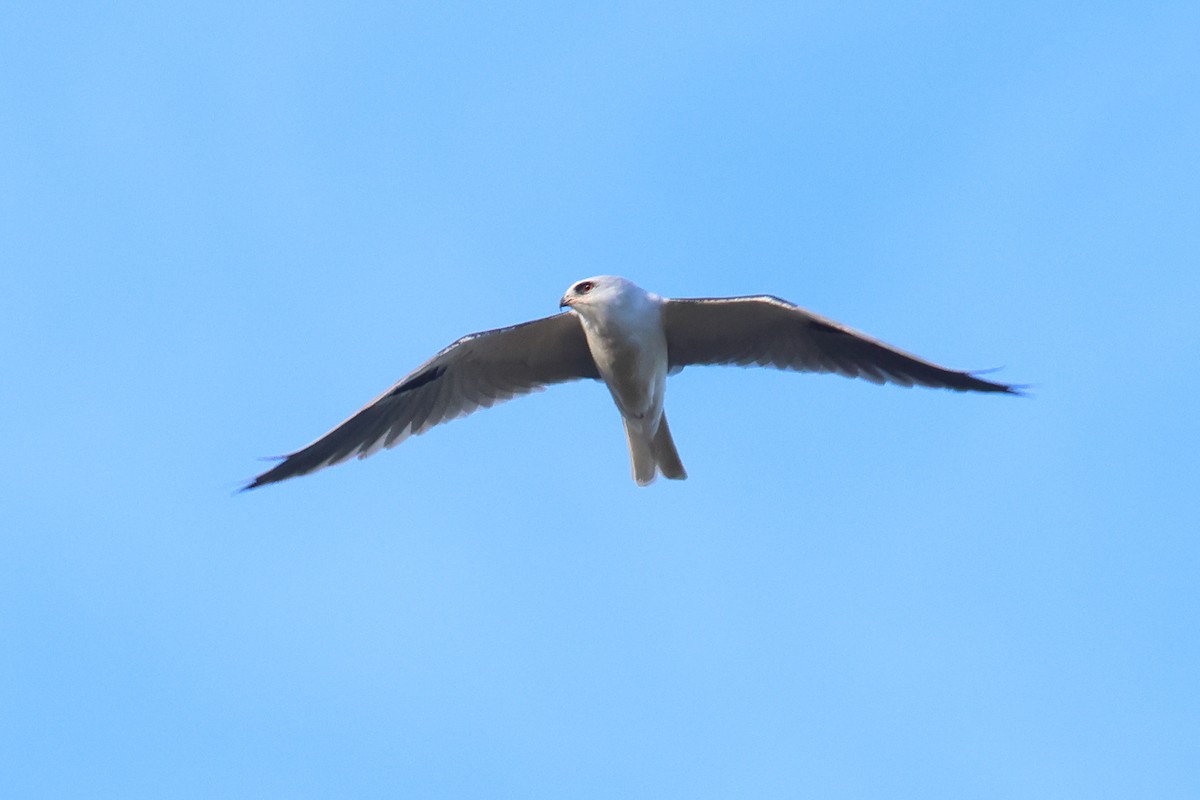 White-tailed Kite - Tom Fangrow