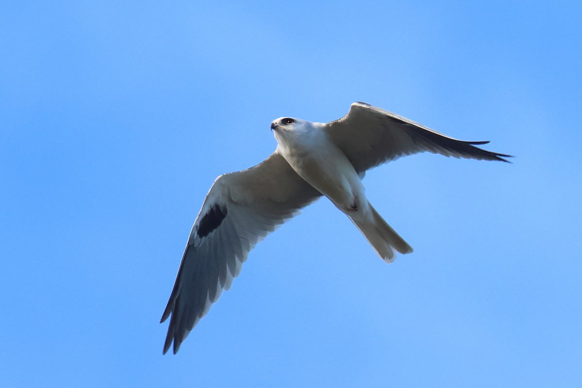 White-tailed Kite - Tom Fangrow