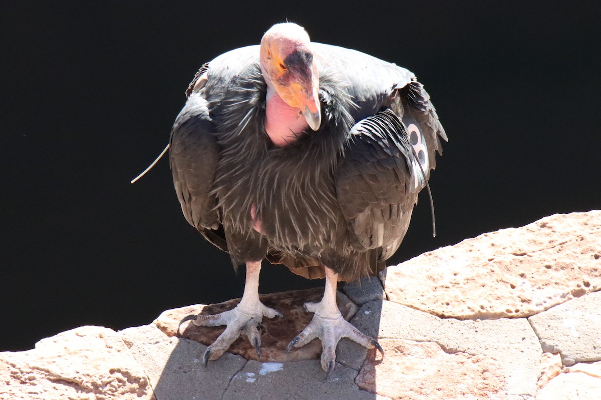 California Condor - ML611450492