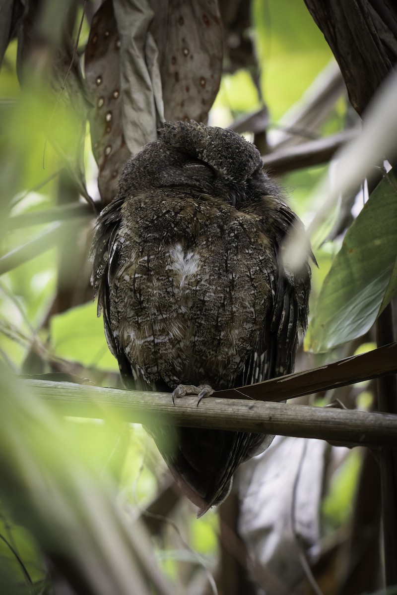 Madagascar Scops-Owl (Rainforest) - ML611451110