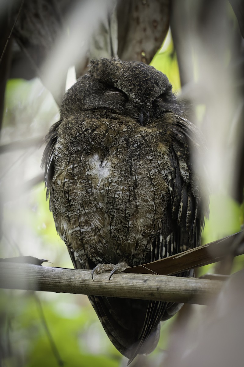 Madagascar Scops-Owl (Rainforest) - ML611451111
