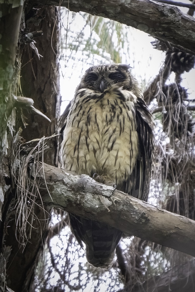 Madagascar Owl - ML611451117