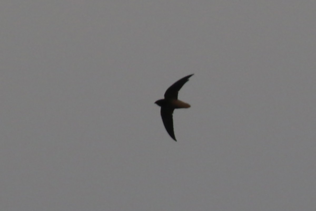 Short-tailed Swift (Short-tailed) - ML611451178
