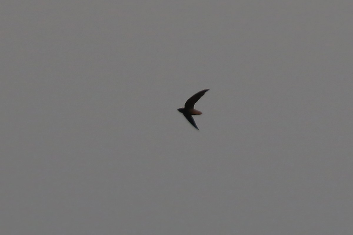 Short-tailed Swift (Short-tailed) - ML611451181