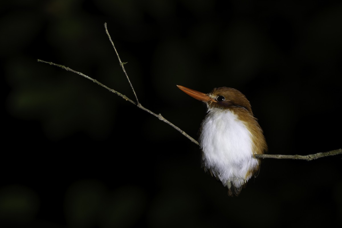 Madagascar Pygmy Kingfisher - ML611451467