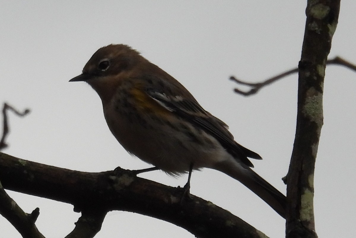 Yellow-rumped Warbler (Myrtle) - Jeffrey Blalock