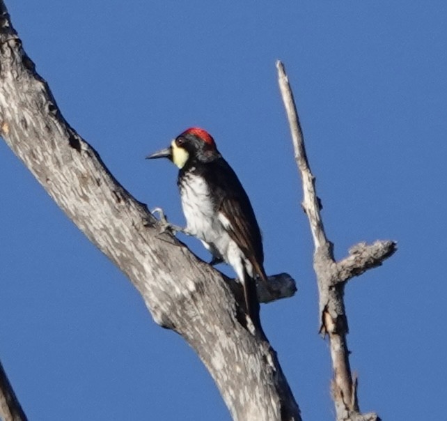 Acorn Woodpecker (Narrow-fronted) - ML611452206