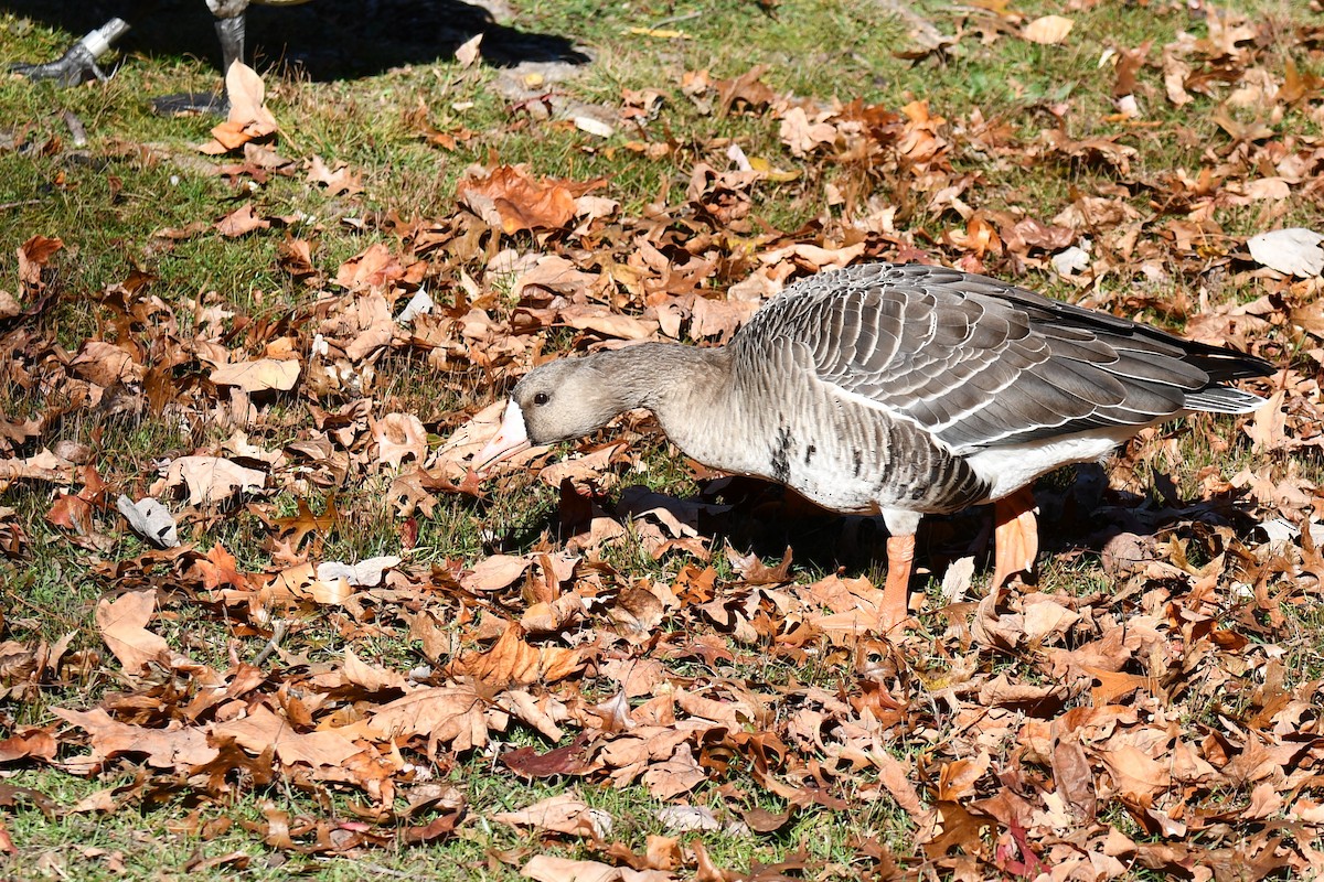Greater White-fronted Goose - ML611452219