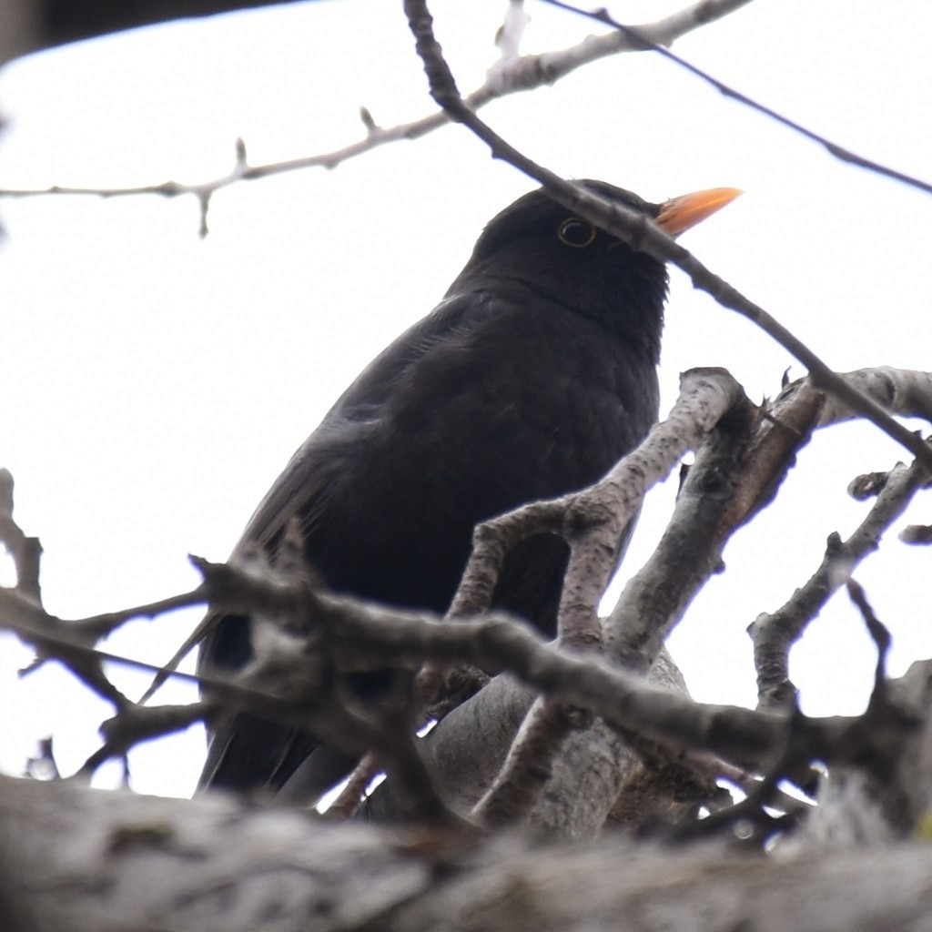 Eurasian Blackbird - ML611452413
