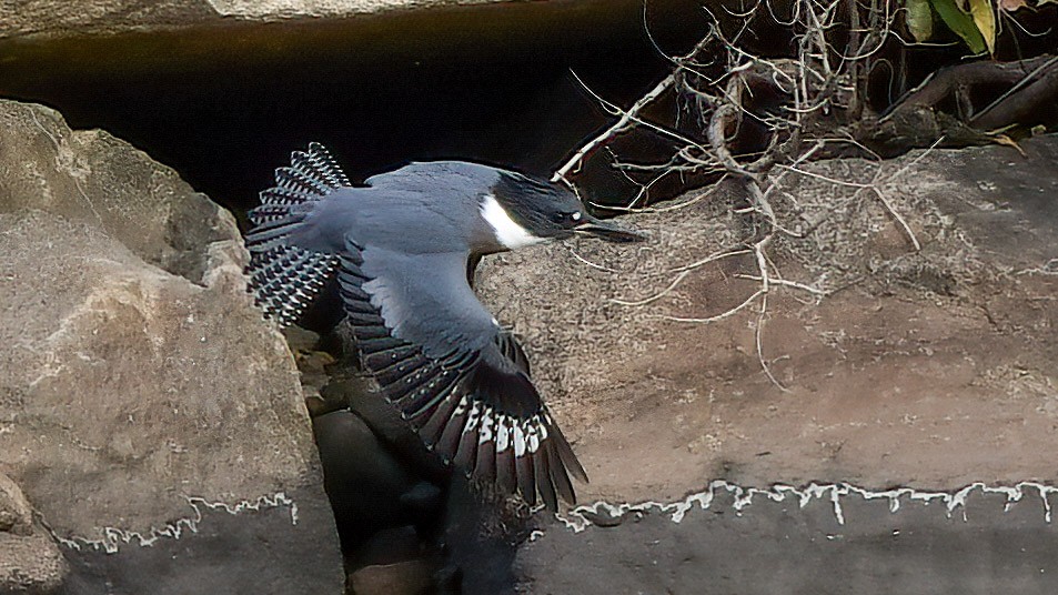 Belted Kingfisher - Gloria 🕊