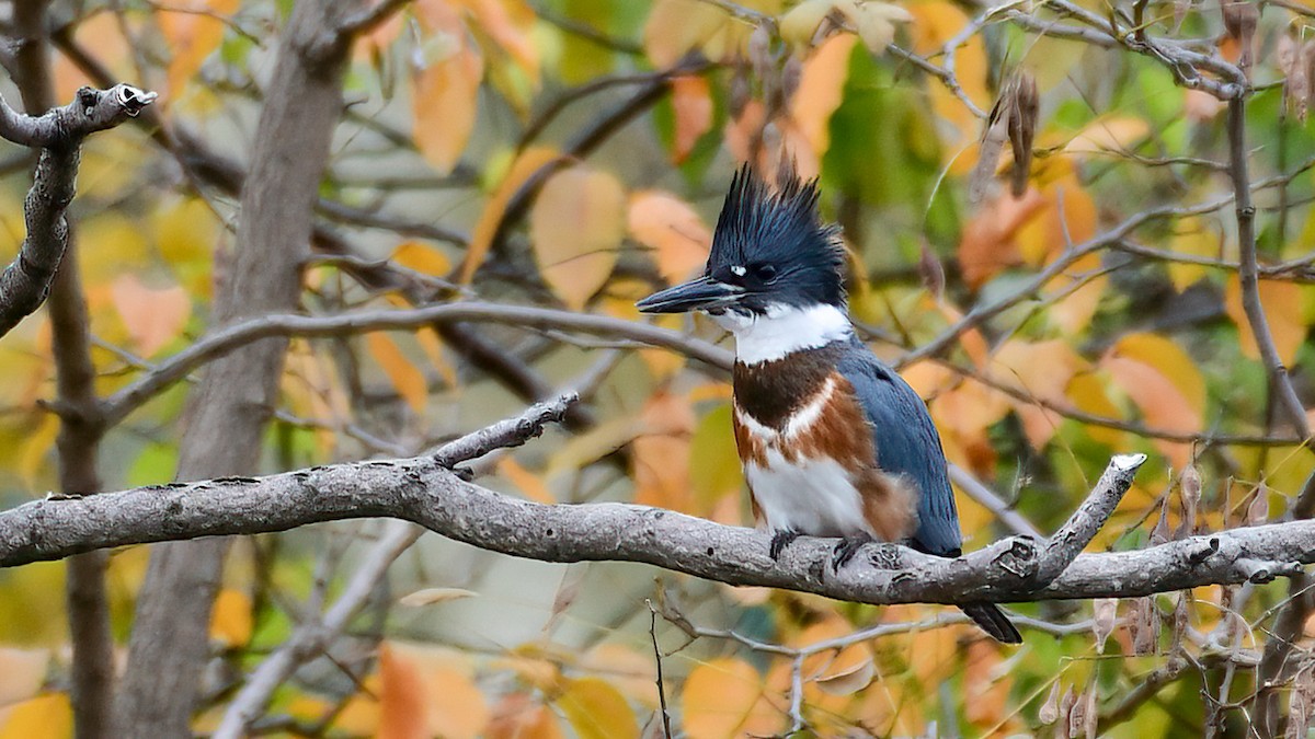 Belted Kingfisher - ML611452417