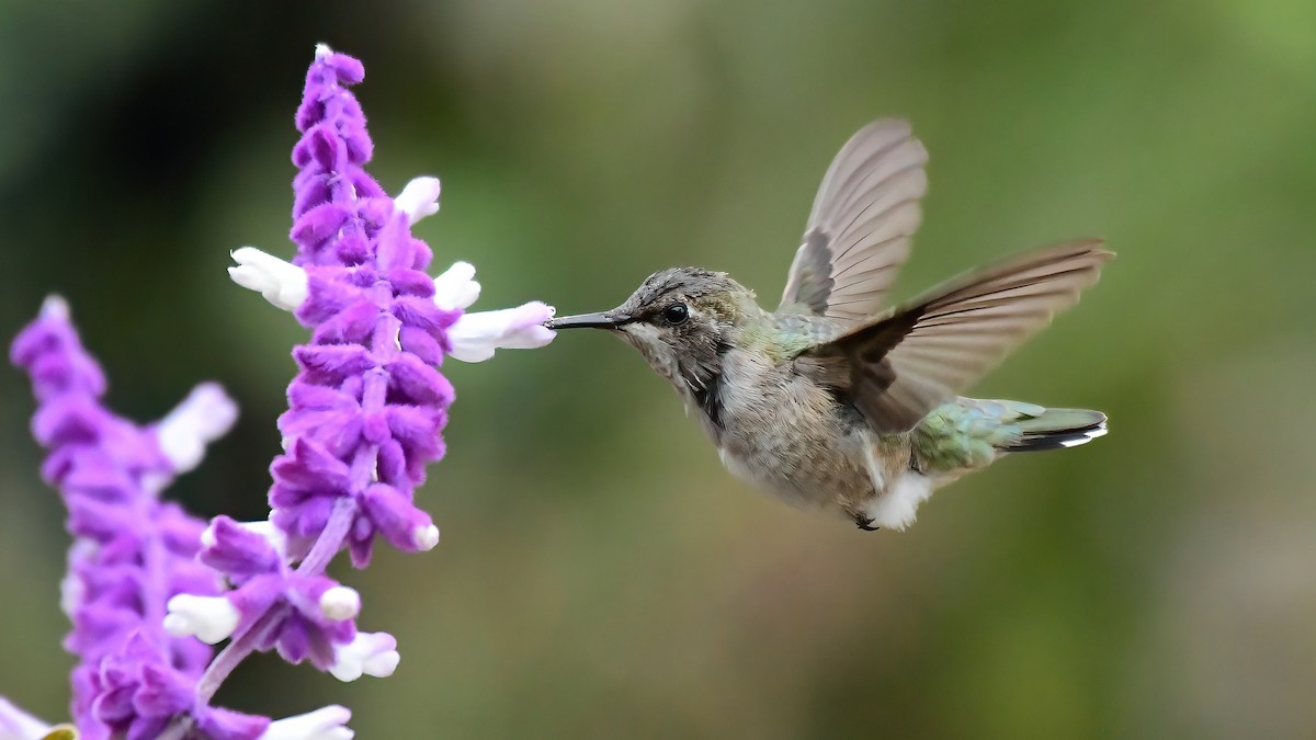 Black-chinned Hummingbird - Gloria 🕊