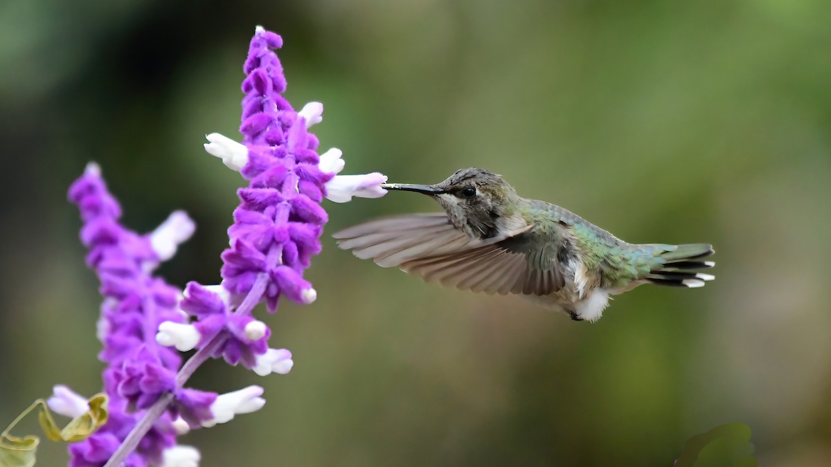 Black-chinned Hummingbird - ML611452481