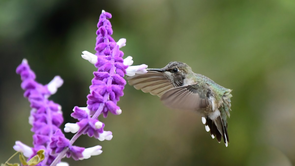 Black-chinned Hummingbird - ML611452485