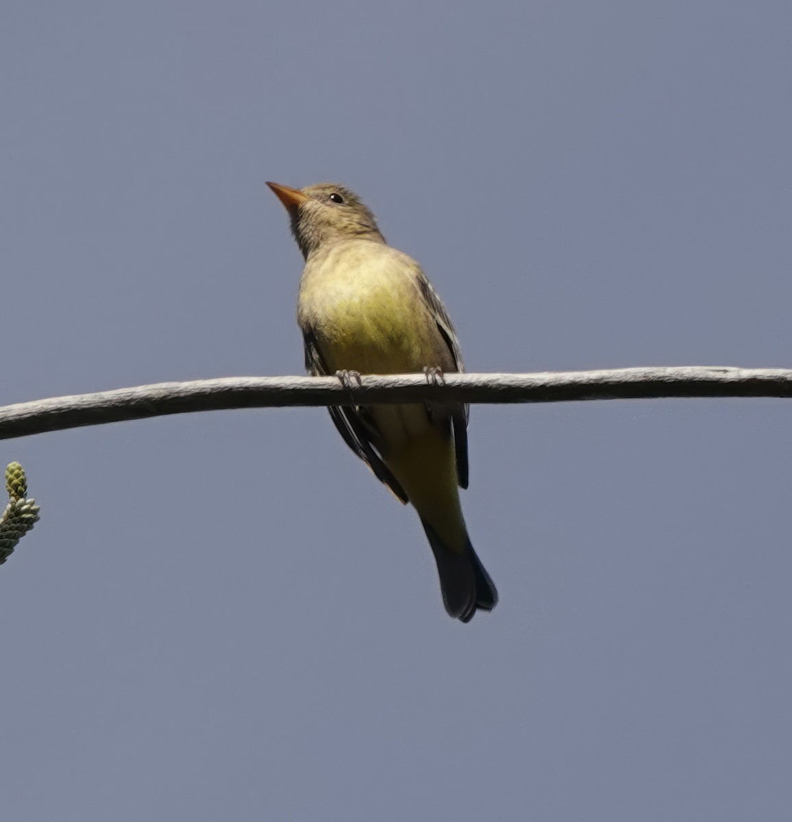 Western Tanager - ML611452837