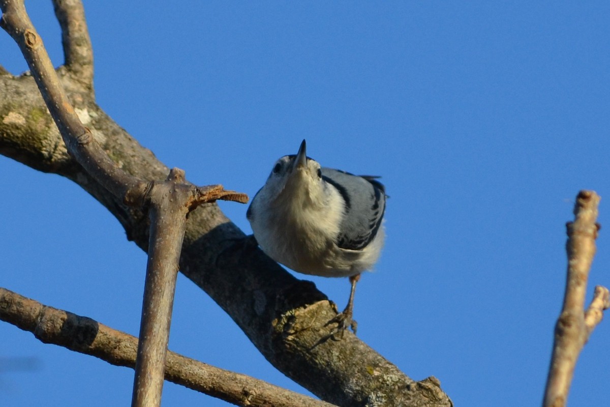 White-breasted Nuthatch - ML611452937