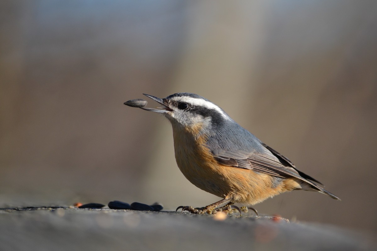 Red-breasted Nuthatch - ML611452985