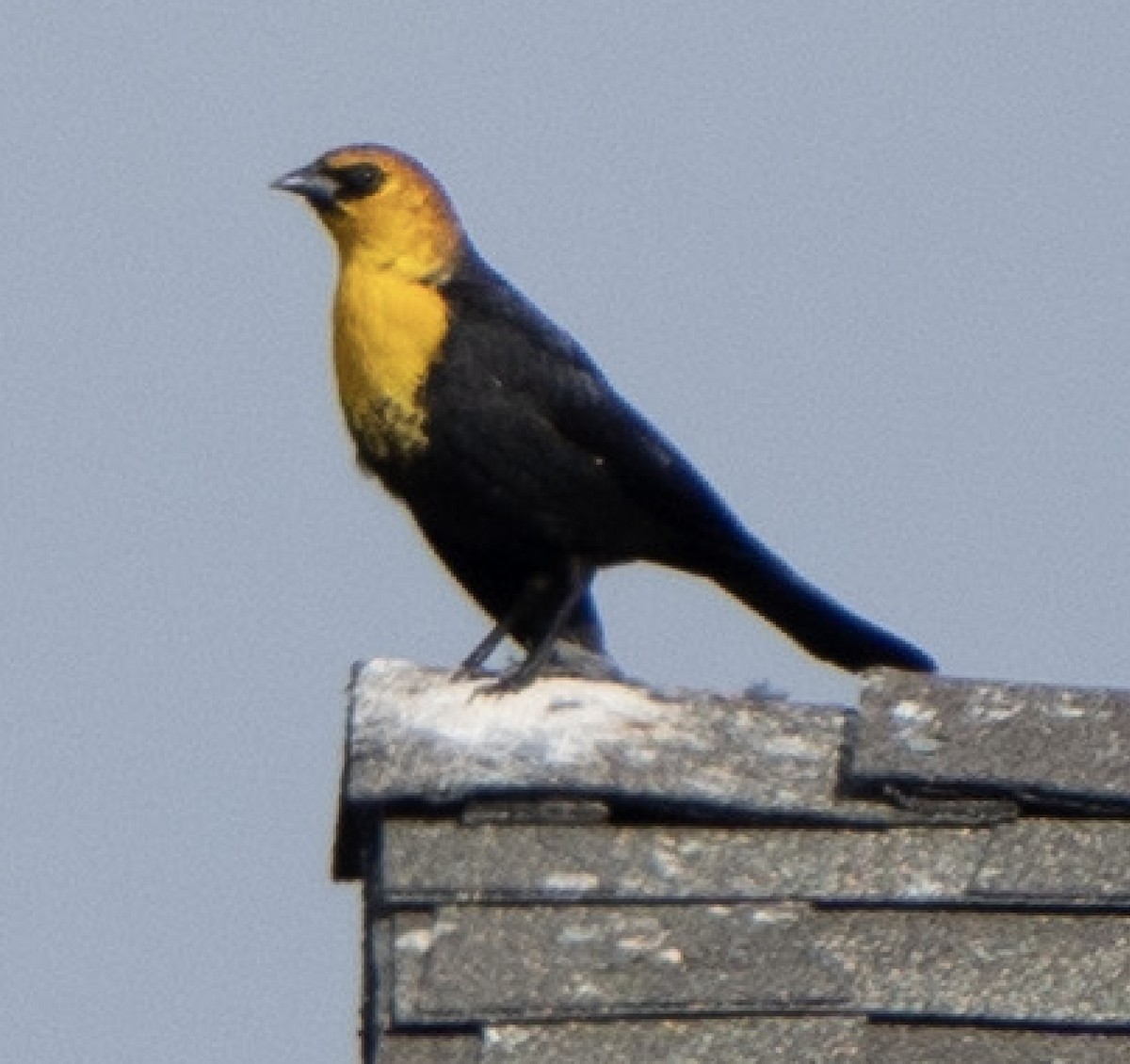 Yellow-headed Blackbird - ML611453466