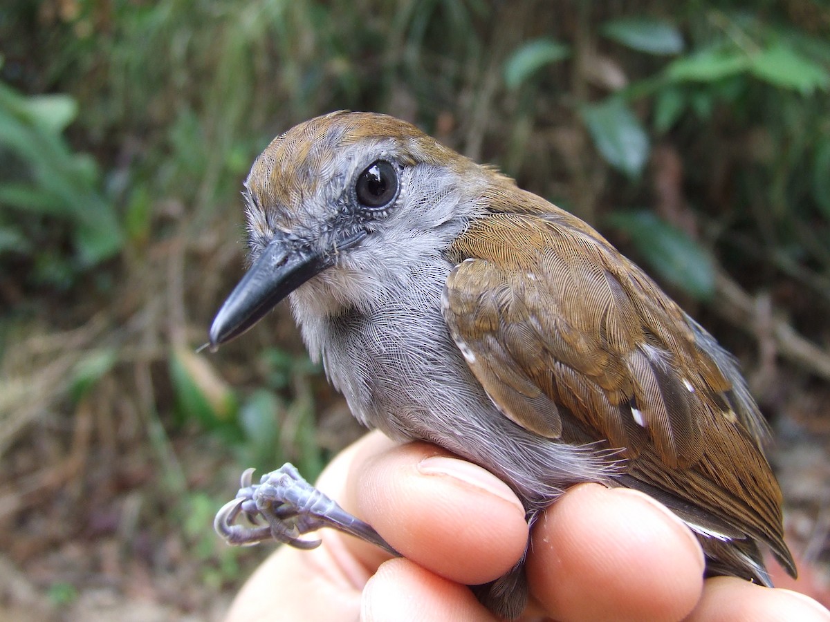 Xingu Scale-backed Antbird - ML611453630