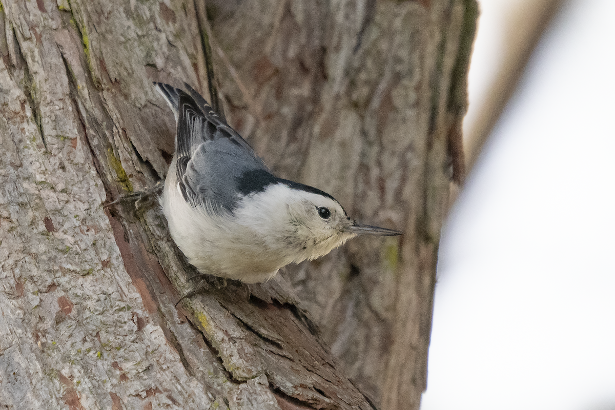 White-breasted Nuthatch - ML611454741