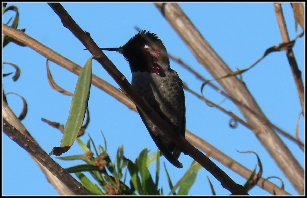 Anna's Hummingbird - ML611454769