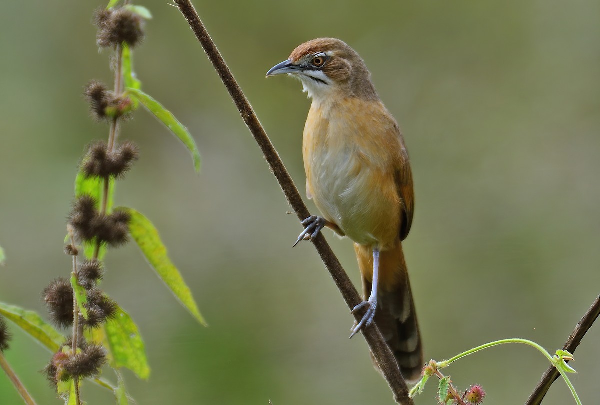 Moustached Grass-Warbler - ML611454834