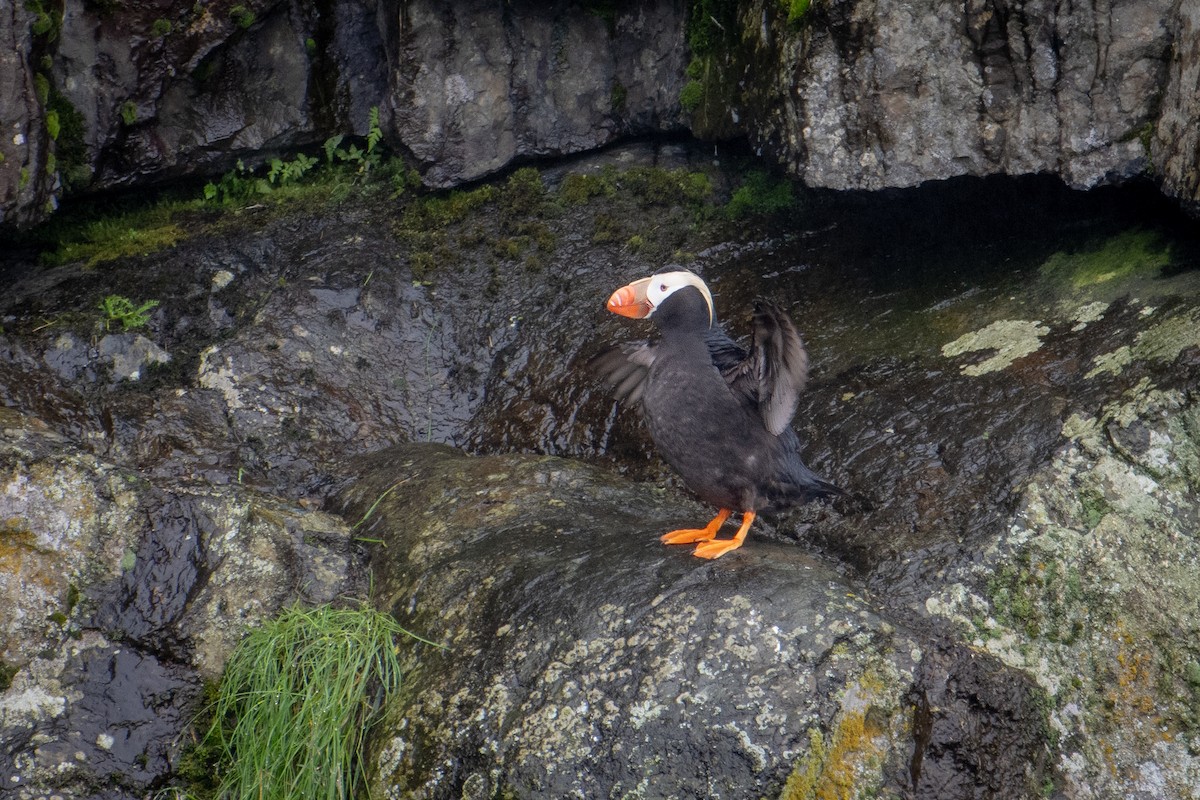 Tufted Puffin - ML611454973