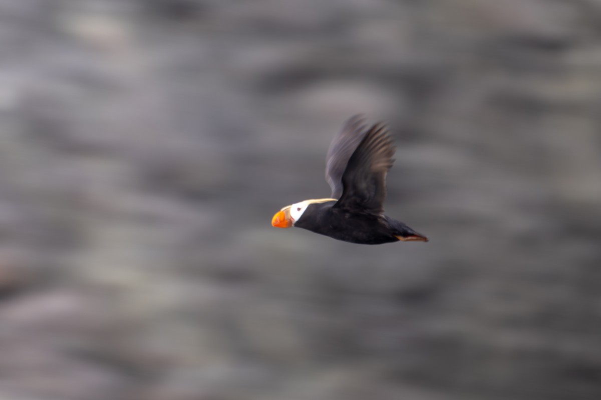 Tufted Puffin - ML611454977