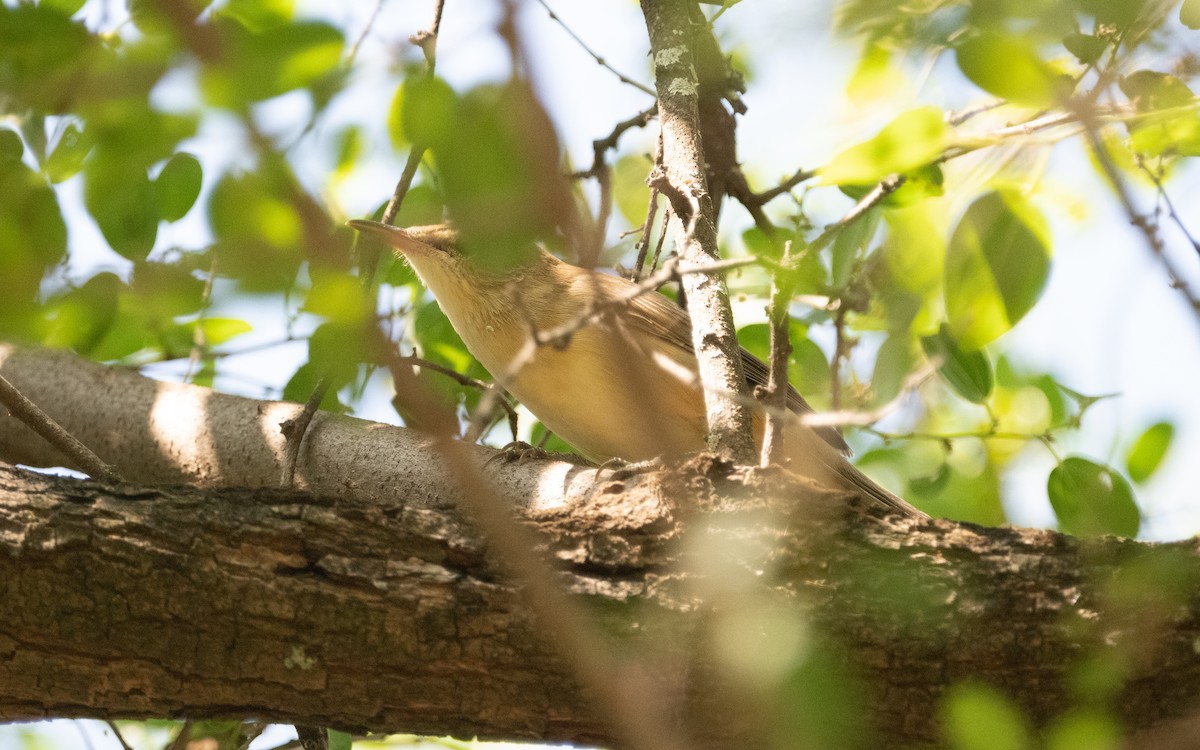Clamorous Reed Warbler (Brown) - ML611455473
