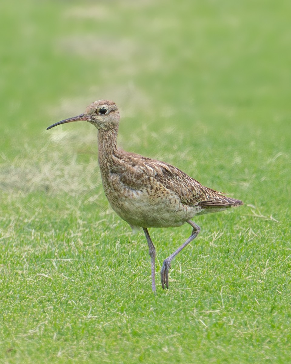 Little Curlew - ML611456074