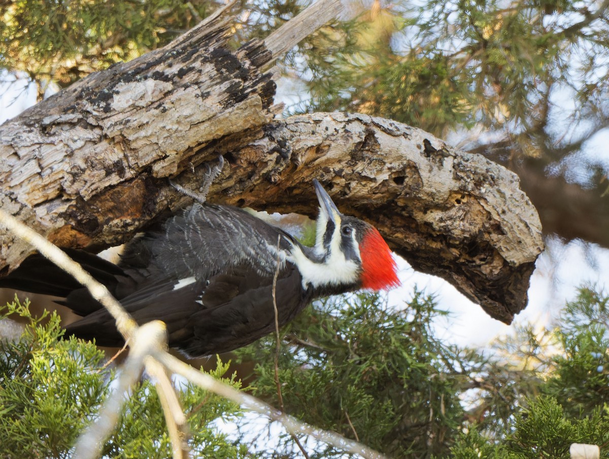 Pileated Woodpecker - ML611456283