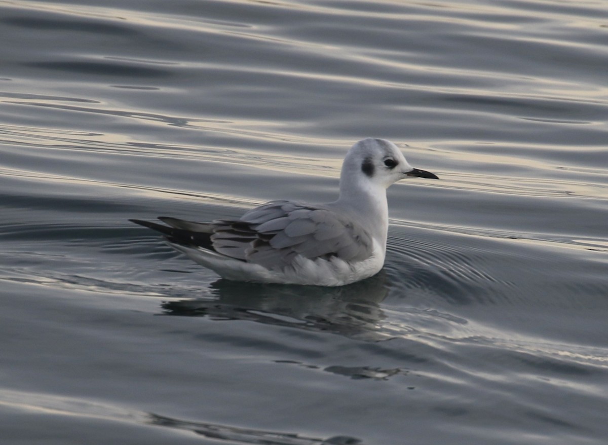 Bonaparte's Gull - ML611456519