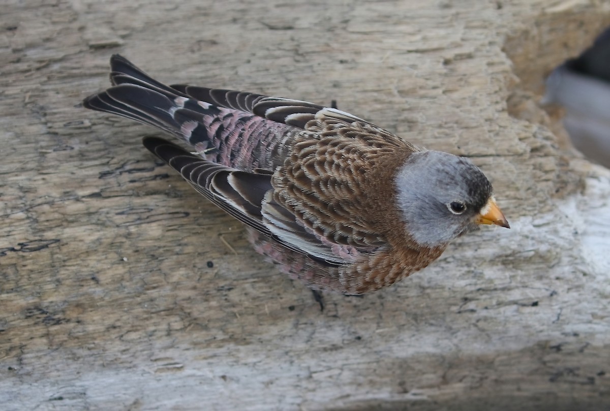 Gray-crowned Rosy-Finch (Hepburn's) - ML611456989