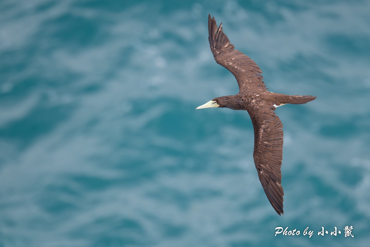 Brown Booby (Forster's) - ML611457079