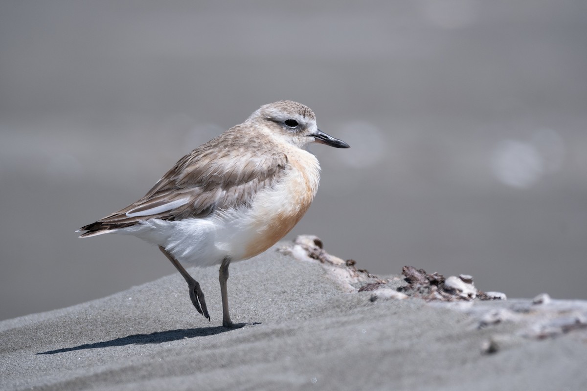 Red-breasted Dotterel - ML611457387